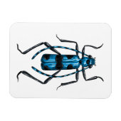 Rosalia Alpina Käfer Magnet (Horizontal)