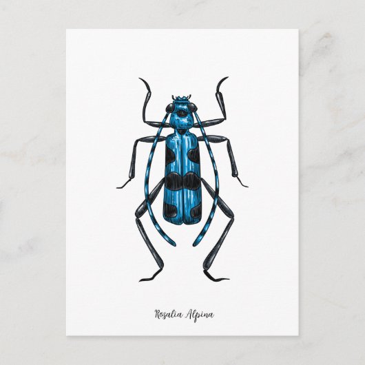 Rosalia Alpina Käfer Postkarte (Vorderseite)