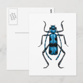 Rosalia Alpina Käfer Postkarte (Vorne/Hinten)