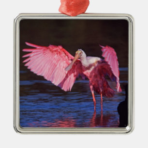 Rosalöffler (Ajaia ajaja) mit Kormoran Silbernes Ornament