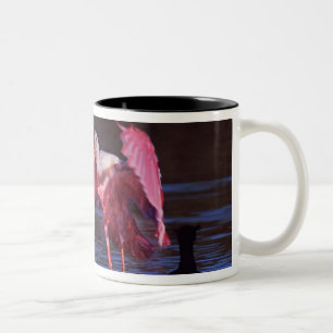 Rosalöffler (Ajaia ajaja) mit Kormoran Zweifarbige Tasse