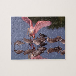 Rosalöffler mit Willet in flachem Wasser Puzzle