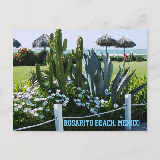 Rosarito Beach, Mexiko (Cacti) Postkarte (Vorderseite)