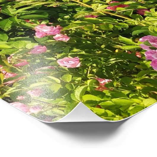 Rosarium Fotodruck (Ecke)