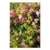 Rosarium Fotodruck (Vorne)