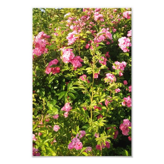 Rosarium Fotodruck (Vorne)