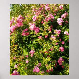 Rosarium Poster