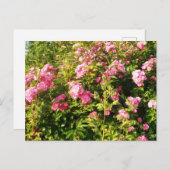 Rosarium Postkarte (Vorne/Hinten)