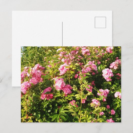 Rosarium Postkarte (Vorne/Hinten)