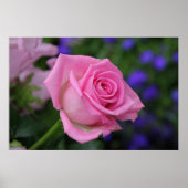 RosaRose Poster (Vorne)