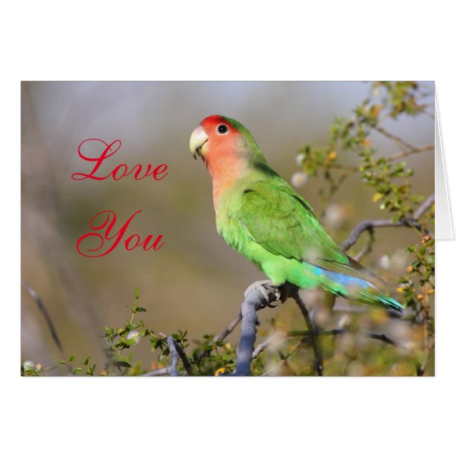 Rosarote Liebesvogel Liebe Sie (Vorderseite (Horizontal))