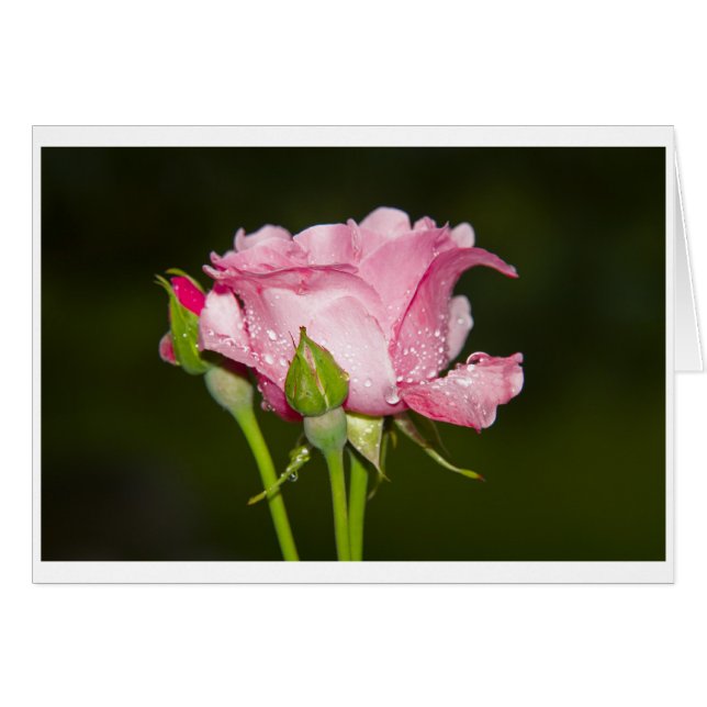 rosarote Rose Grusskarte (Vorderseite (Horizontal))