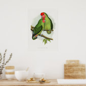Rosaroter Liebe-Bird (Agapornis roseiolis) Poster (Küche)