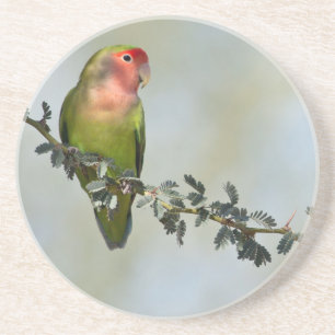 Rosaroter Liebesvogel auf dem Zweig Getränkeuntersetzer
