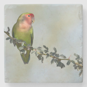 Rosaroter Liebesvogel auf dem Zweig Steinuntersetzer