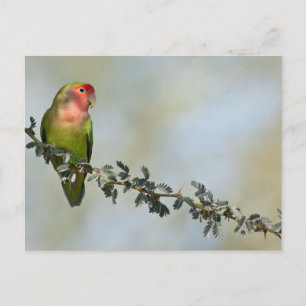 Rosaroter Liebesvogel auf einem Ast. Postkarte