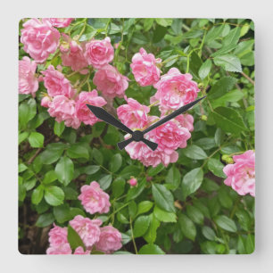 Rosaroter Rosengarten-Blumenuhr Quadratische Wanduhr