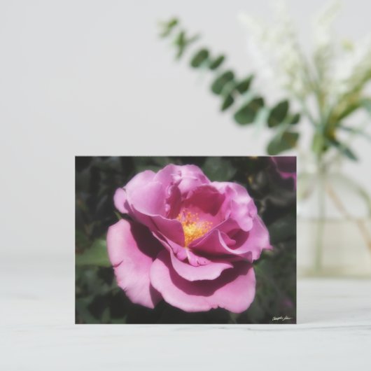 Rosas Moradas 3 Postkarte (Stehend Vorderseite)