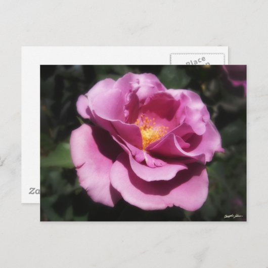 Rosas Moradas 3 Postkarte (Vorne/Hinten)