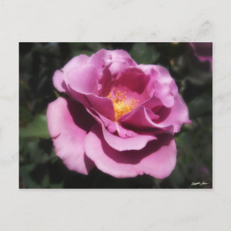 Rosas Moradas 3 Postkarte