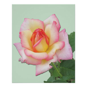 Rosatöne Hybrid-Teerose Peace Rose Poster