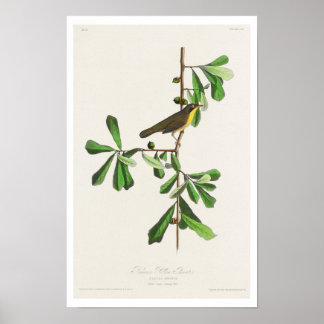 Roscoe's Yellow throat von Audubon Poster