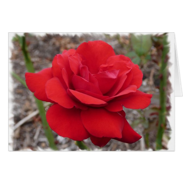 Rose (Vorderseite (Horizontal))