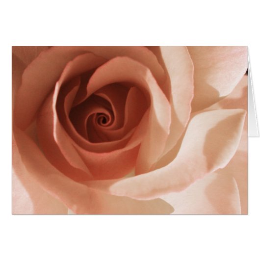 Rose (Vorderseite (Horizontal))
