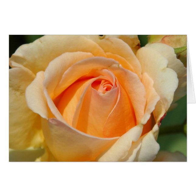 Rose (Vorderseite (Horizontal))