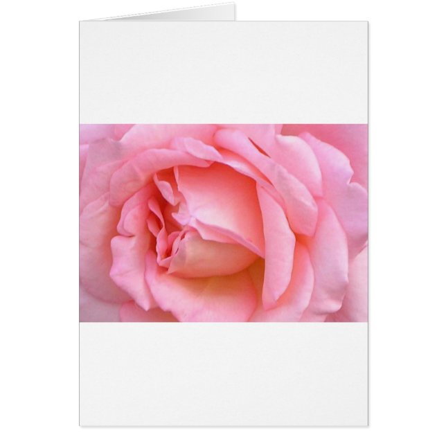 ROSE (Vorne)
