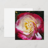 Rose (Vorne/Hinten)