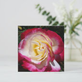 Rose (Stehend Vorderseite)