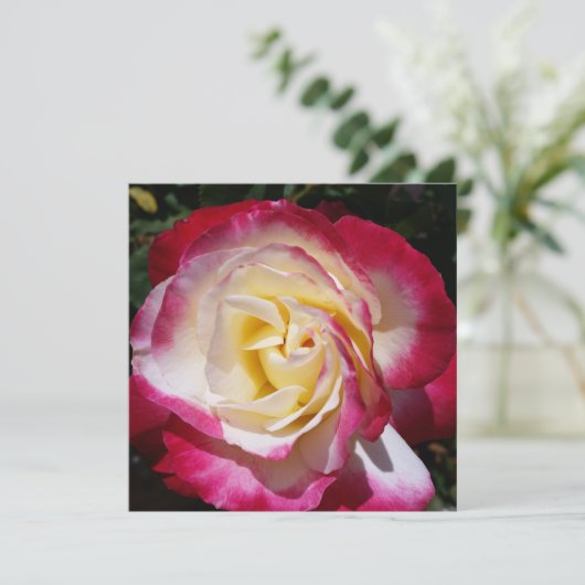 Rose (Stehend Vorderseite)