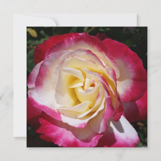 Rose (Vorderseite)