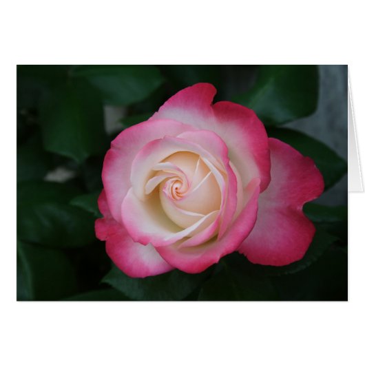 Rose (Vorderseite (Horizontal))