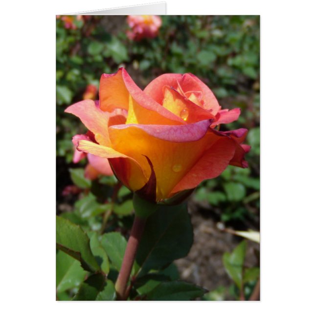 Rose (Vorne)