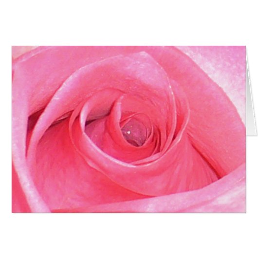 Rose (Vorderseite (Horizontal))