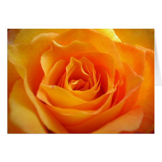 Rose (Vorderseite (Horizontal))