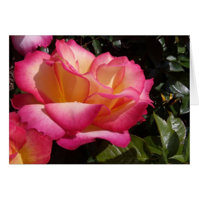 Rose (Vorderseite (Horizontal))