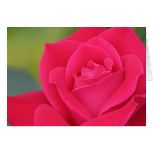 Rose (Vorderseite (Horizontal))