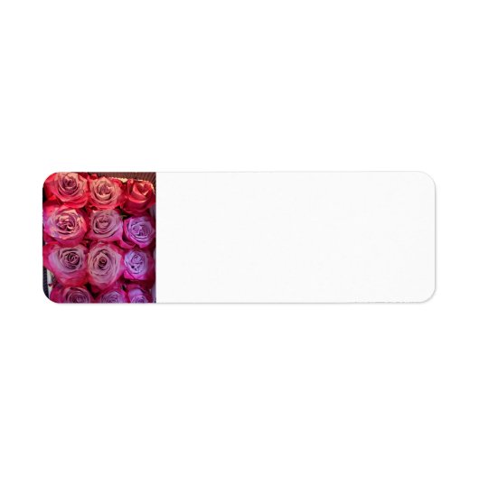 Rose (Vorne)