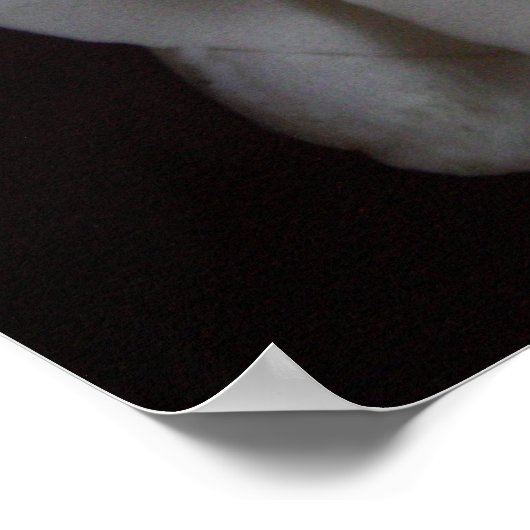 Rose 15 poster (Ecke)