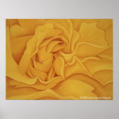 Rose #15 Poster (Vorne)