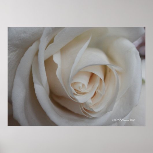 Rose 16 poster (Vorne)