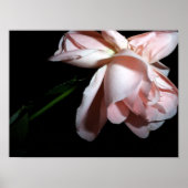Rose 16x12 poster (Vorne)