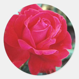 Rose 258 runder aufkleber