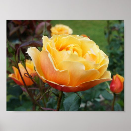 Rose #2 Poster (Vorne)