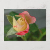 ROSE 2 POSTKARTE (Vorderseite)