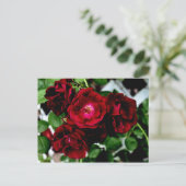 ROSE 2 POSTKARTE (Stehend Vorderseite)