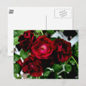ROSE 2 POSTKARTE (Vorne/Hinten)